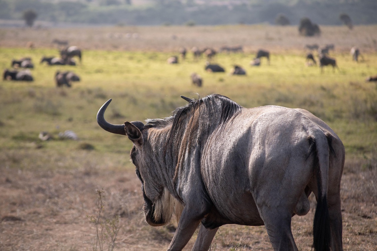 5 Days Serengeti Migration Safari
